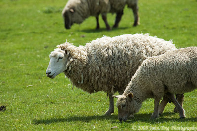 sheep1.jpg