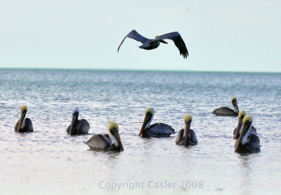 Pelican Flying Away