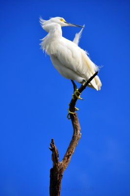 Pruning