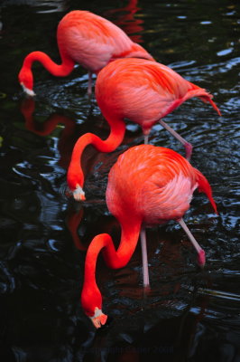 Three Flamingos