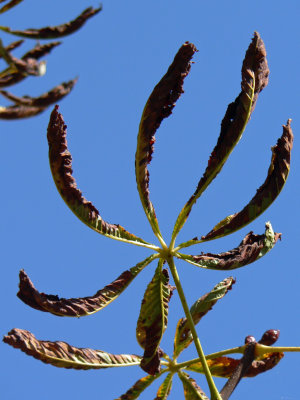 Curled chestnut leaves