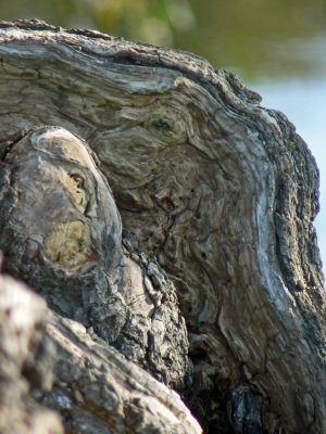 Gnarled