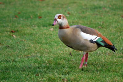 Egyptian goose