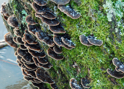 Frozen fungus!