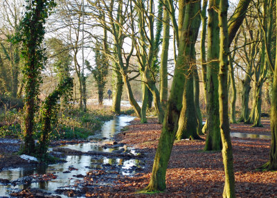 The bare trees come to life in the sun