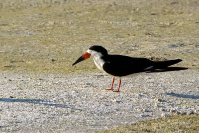 Black Skimmer