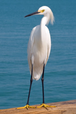Snowy egret posing