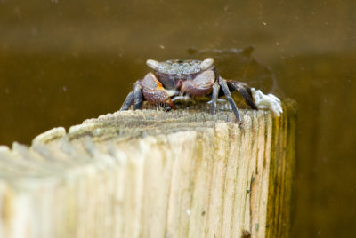 Tree crab
