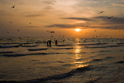 Birds at sunset