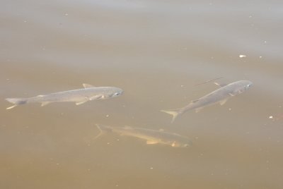 Big fish!
