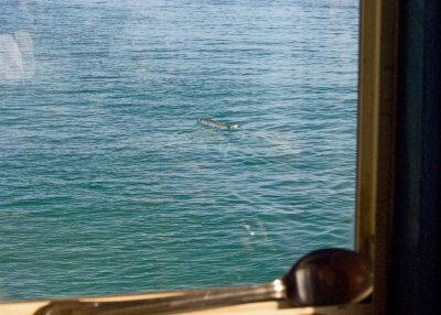Tarpon swimming past the pier, as we have our breakfast!