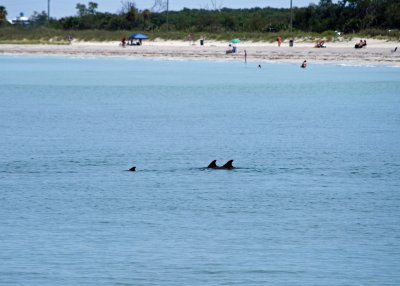 Dolphins just off shore