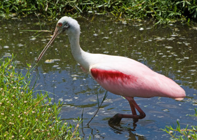 The spoonbill has a cheeky look!