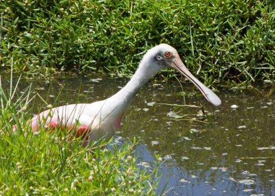 The first time we have been close enough to get a photo of a wild spoonbill. We noticed they seem to hang out with wood storks!