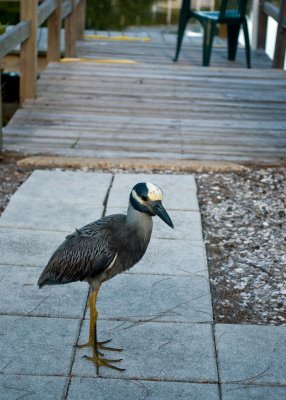 One of the yellow crowned night herons appears at our back door