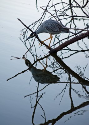 Yellow crowned night heron