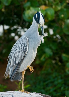 Preening.........