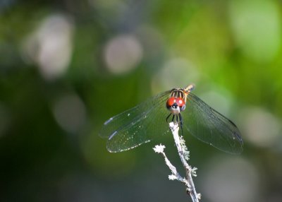 Big red eyes