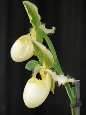 Slipper orchids