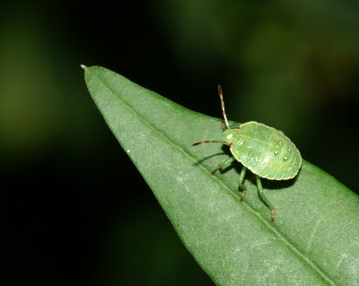 Little insect looking for food?