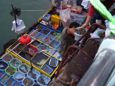 Hong Kong: seafood in Sai Kun being purchased