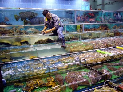 Hong Kong: seafood in Sai Kun 4