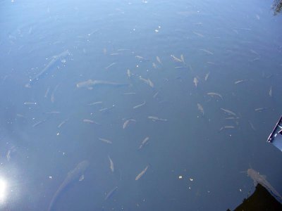 Big fish in cooling lake
