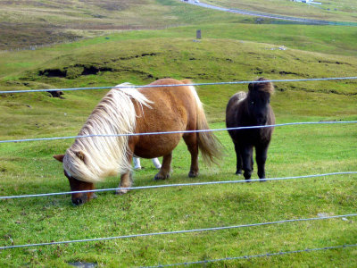 Shetland Ponies bite