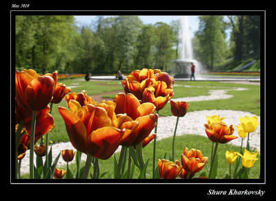 Tulips from Peterhof