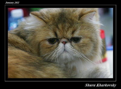Cats excibition 2011