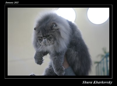 Cats excibition 2011 008 copy.jpg