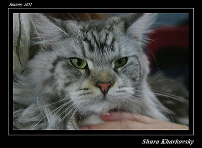 Cats excibition 2011 021