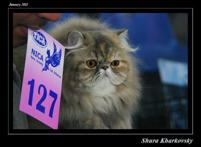 Cats excibition 2011 044