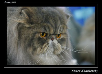 Cats excibition 2011 050