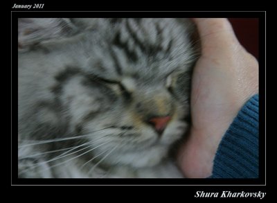Cats excibition 2011 020