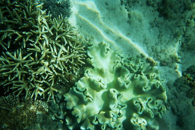 Humpy Island 025