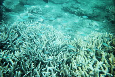 Humpy Island  016