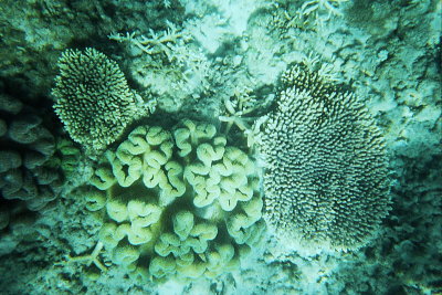 Humpy Island 024