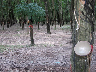 Viet_3559  rubber trees