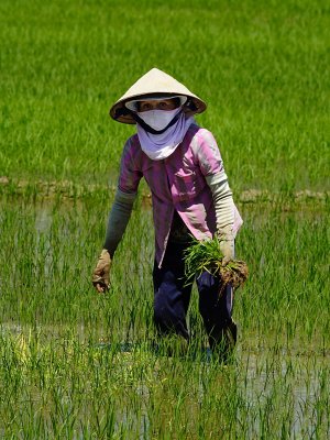 Viet_8634c