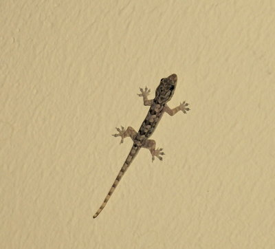 Gecko 3928