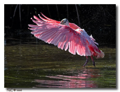 spoonbills