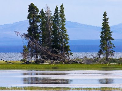 YellowStone4-1.jpg