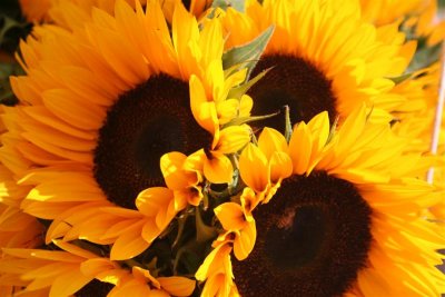 Sunflowers