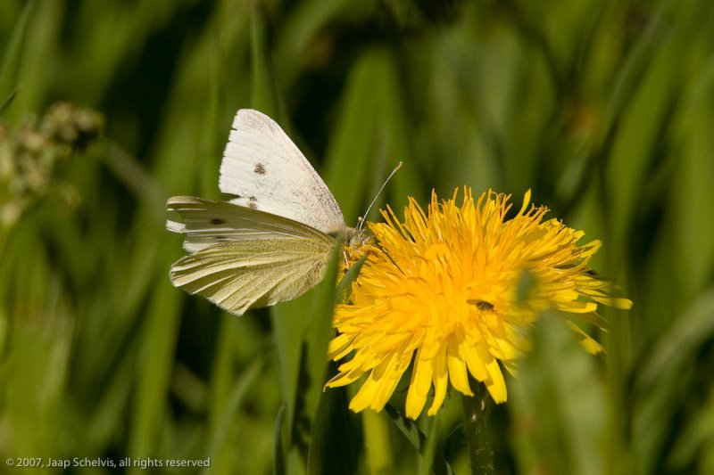 6998 Klein Koolwitje - Small White - Pieris rapae