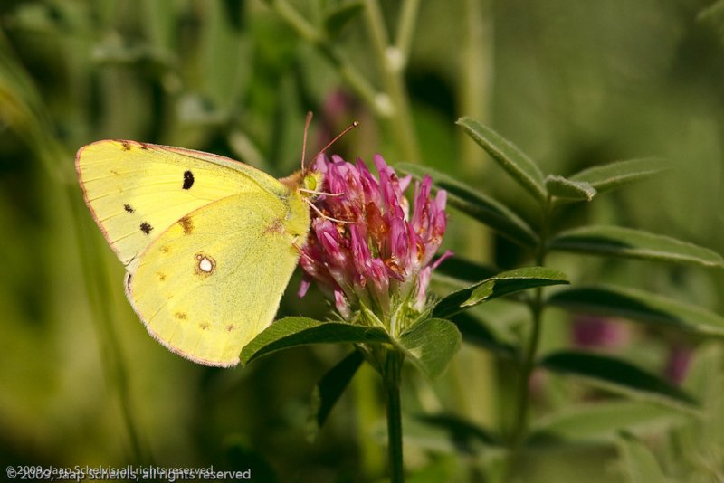 7014 Oostelijke Luzernevlinder - Eastern Pale Clouded Yellow - Colias erate