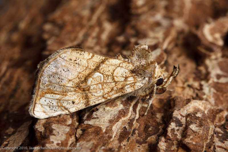 09036 Gelduil - Golden Plusia - Polychrysia moneta