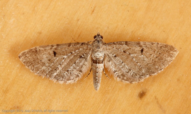 08527 Egale Dwergspanner - Wormwood Pug - Eupithecia absinthiata