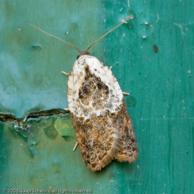 4390 Witschouderbladroller - Garden Rose Tortrix - Acleris variegana