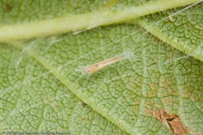 1627 Hangmatmot - Apple Leaf Miner - Lyonetia clerkella